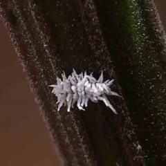 Cryptolaemus montrouzieri (Mealybug ladybird) at Dryandra St Woodland - 15 Jan 2023 by ConBoekel