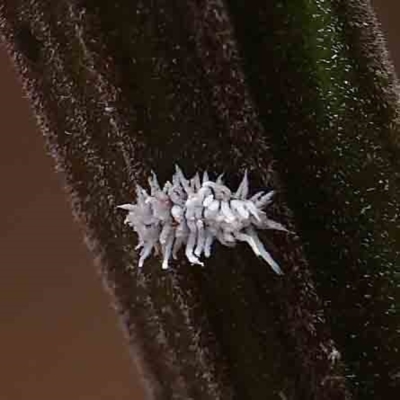 Cryptolaemus montrouzieri (Mealybug ladybird) at Dryandra St Woodland - 15 Jan 2023 by ConBoekel