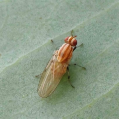 Sapromyza brunneovittata (A lauxid fly) at Dryandra St Woodland - 15 Jan 2023 by ConBoekel