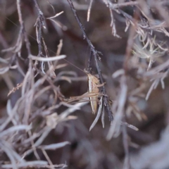 Conocephalus semivittatus (Meadow katydid) at O'Connor, ACT - 15 Jan 2023 by ConBoekel