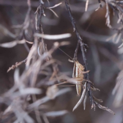 Conocephalus semivittatus at O'Connor, ACT - 15 Jan 2023