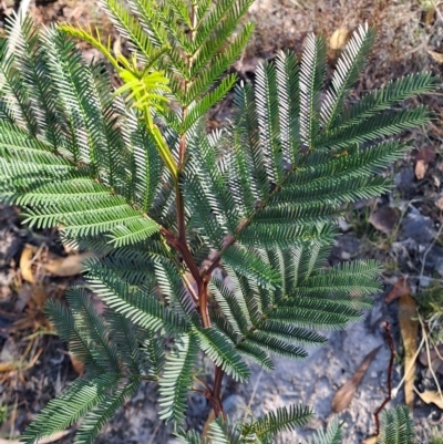 Acacia decurrens (Green Wattle) at Jerrabomberra, ACT - 24 Feb 2023 by LPadg