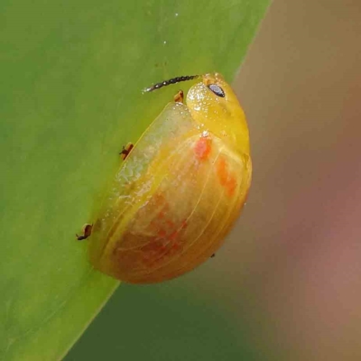 Paropsisterna fastidiosa (Eucalyptus leaf beetle) at O'Connor, ACT - 15 Jan 2023 by ConBoekel