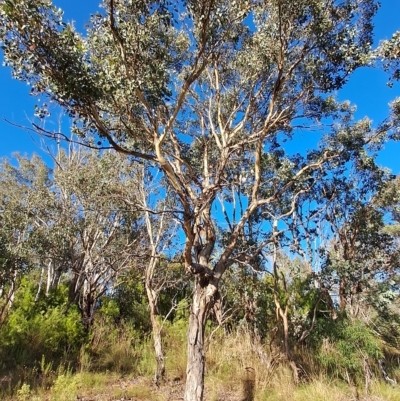 Eucalyptus polyanthemos (Red Box) at Jerrabomberra, ACT - 24 Feb 2023 by LPadg