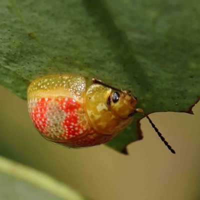Paropsisterna fastidiosa (Eucalyptus leaf beetle) at O'Connor, ACT - 15 Jan 2023 by ConBoekel