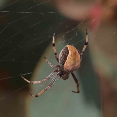 Salsa fuliginata (Sooty Orb-weaver) at Dryandra St Woodland - 12 Jan 2023 by ConBoekel