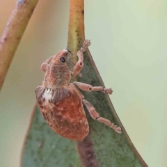 Gonipterus sp. (genus) (Eucalyptus Weevil) at O'Connor, ACT - 15 Jan 2023 by ConBoekel