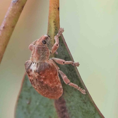 Gonipterus sp. (genus) (Eucalyptus Weevil) at Dryandra St Woodland - 15 Jan 2023 by ConBoekel