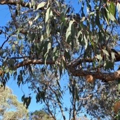 Eucalyptus nortonii (Large-flowered Bundy) at Jerrabomberra, ACT - 23 Feb 2023 by LoisElsiePadgham