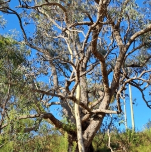 Eucalyptus nortonii at Jerrabomberra, ACT - 24 Feb 2023 08:43 AM