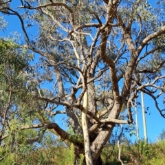 Eucalyptus nortonii at Jerrabomberra, ACT - 24 Feb 2023