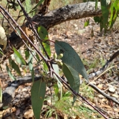 Eucalyptus nortonii at Jerrabomberra, ACT - 24 Feb 2023