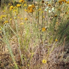 Chrysocephalum semipapposum (Clustered Everlasting) at Jerrabomberra, ACT - 24 Feb 2023 by LPadg