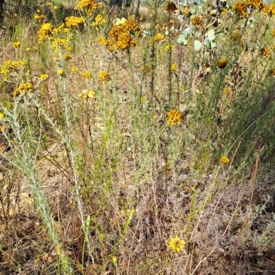 Chrysocephalum semipapposum (Clustered Everlasting) at Jerrabomberra, ACT - 23 Feb 2023 by LoisElsiePadgham