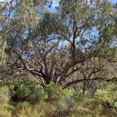 Eucalyptus nortonii (Mealy Bundy) at Jerrabomberra, ACT - 23 Feb 2023 by LoisElsiePadgham