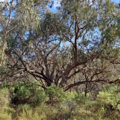 Eucalyptus nortonii (Mealy Bundy) at Jerrabomberra, ACT - 23 Feb 2023 by LPadg