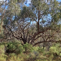 Eucalyptus nortonii (Large-flowered Bundy) at Jerrabomberra, ACT - 23 Feb 2023 by LoisElsiePadgham