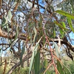 Eucalyptus nortonii at Wanniassa Hill - 24 Feb 2023 09:11 AM