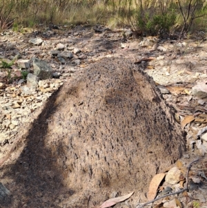 Nasutitermes exitiosus at Fadden, ACT - 24 Feb 2023