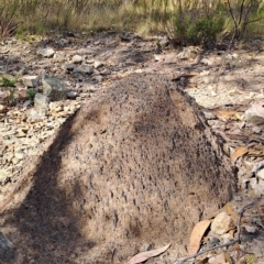 Nasutitermes exitiosus (Snouted termite, Gluegun termite) at Fadden, ACT - 23 Feb 2023 by LoisElsiePadgham