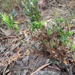 Styphelia triflora (Five-corners) at Fadden, ACT - 24 Feb 2023 by LPadg