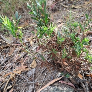 Styphelia triflora at Fadden, ACT - 24 Feb 2023 09:45 AM