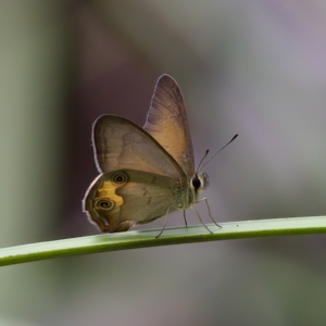 Hypocysta metirius at St Ives, NSW - 19 Feb 2023