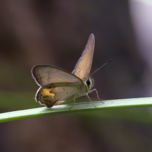 Hypocysta metirius at St Ives, NSW - 19 Feb 2023