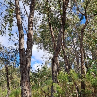 Eucalyptus dives (Broad-leaved Peppermint) at Fadden, ACT - 23 Feb 2023 by LoisElsiePadgham