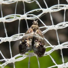 Tebenna micalis (Small Thistle Moth) at Charleys Forest, NSW - 24 Feb 2023 by arjay