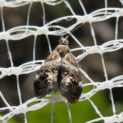 Tebenna micalis (Small Thistle Moth) at Charleys Forest, NSW - 24 Feb 2023 by arjay