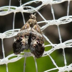 Tebenna micalis at Charleys Forest, NSW - 24 Feb 2023