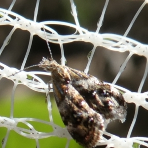 Tebenna micalis at Charleys Forest, NSW - 24 Feb 2023