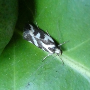 Epithymema incomposita at Charleys Forest, NSW - suppressed