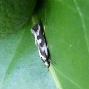 Epithymema incomposita at Charleys Forest, NSW - suppressed