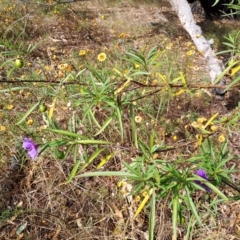 Solanum linearifolium (Kangaroo Apple) at Fadden, ACT - 24 Feb 2023 by LPadg