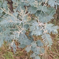 Acacia dealbata subsp. dealbata (Silver Wattle) at Jerrabomberra, ACT - 24 Feb 2023 by LPadg