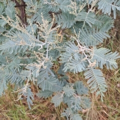 Acacia dealbata subsp. dealbata (Silver Wattle) at Jerrabomberra, ACT - 23 Feb 2023 by LoisElsiePadgham