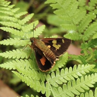 Trapezites symmomus (Splendid Ochre) at Wingello, NSW - 23 Feb 2023 by GlossyGal