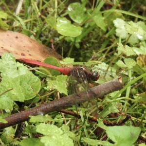 Orthetrum villosovittatum at Wingello, NSW - 23 Feb 2023