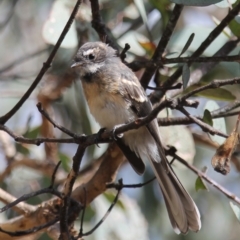 Rhipidura albiscapa (Grey Fantail) at Fadden, ACT - 23 Feb 2023 by LoisElsiePadgham