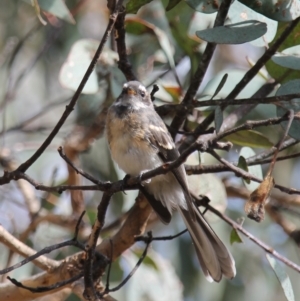 Rhipidura albiscapa at Fadden, ACT - 24 Feb 2023 10:34 AM