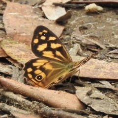 Heteronympha paradelpha (Spotted Brown) at Wingello - 23 Feb 2023 by GlossyGal