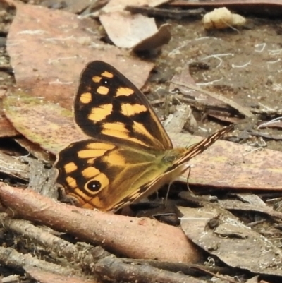 Heteronympha paradelpha (Spotted Brown) at Wingello, NSW - 23 Feb 2023 by GlossyGal