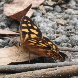 Heteronympha paradelpha at Wingello, NSW - 23 Feb 2023 12:33 PM