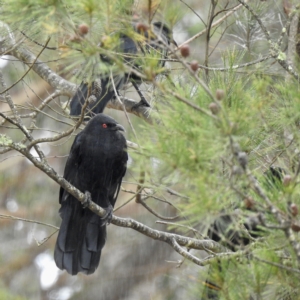 Corcorax melanorhamphos at Wingello, NSW - 23 Feb 2023