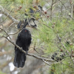 Corcorax melanorhamphos (White-winged Chough) at Wingello - 23 Feb 2023 by GlossyGal