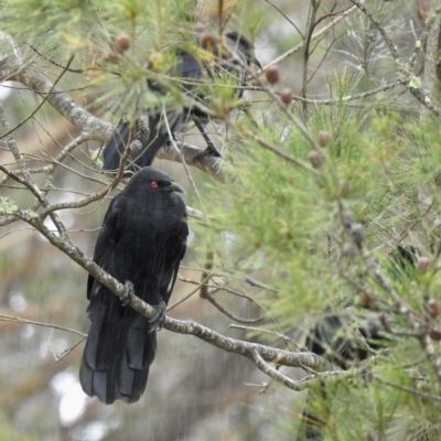 Corcorax melanorhamphos (White-winged Chough) at Wingecarribee Local Government Area - 23 Feb 2023 by GlossyGal
