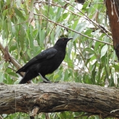 Corcorax melanorhamphos at Wingello, NSW - 23 Feb 2023 12:57 PM