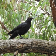 Corcorax melanorhamphos at Wingello, NSW - 23 Feb 2023